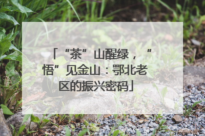 “茶”山醒绿，“悟”见金山：鄂北老区的振兴密码