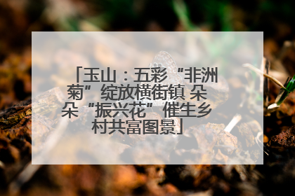 玉山：五彩“非洲菊”绽放横街镇 朵朵“振兴花”催生乡村共富图景