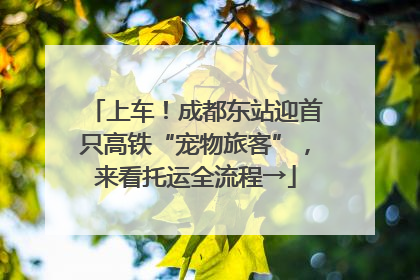 上车！成都东站迎首只高铁“宠物旅客”，来看托运全流程→