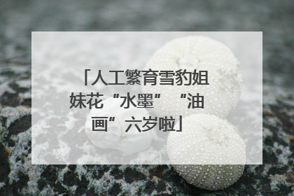 人工繁育雪豹姐妹花“水墨”“油画”六岁啦
