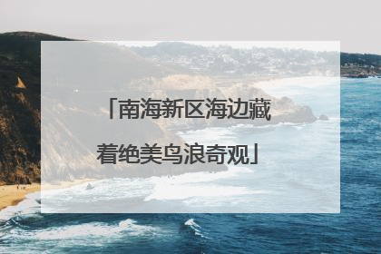 南海新区海边藏着绝美鸟浪奇观