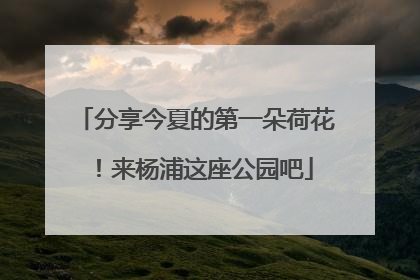 分享今夏的第一朵荷花！来杨浦这座公园吧