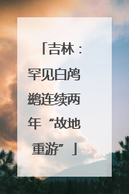 吉林：罕见白鸬鹚连续两年“故地重游”