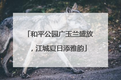 和平公园广玉兰盛放，江城夏日添雅韵