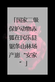 国家二级保护动物赤狐在民乐县锯条山林场产崽“安家”