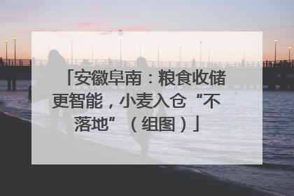 安徽阜南：粮食收储更智能，小麦入仓“不落地”（组图）