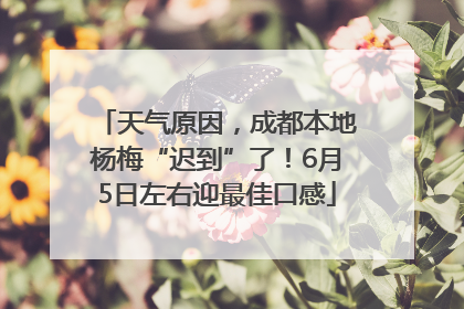 天气原因，成都本地杨梅“迟到”了！6月5日左右迎最佳口感