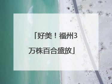 好美！福州3万株百合盛放