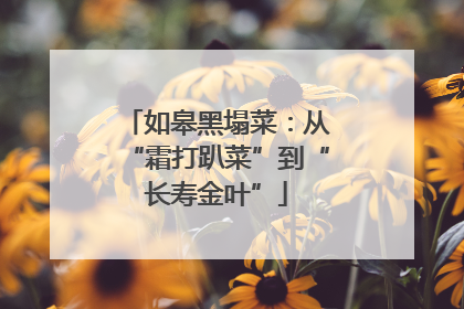 如皋黑塌菜：从“霜打趴菜”到“长寿金叶”