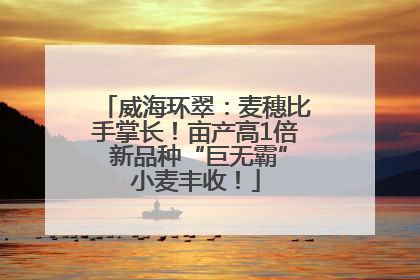 威海环翠：麦穗比手掌长！亩产高1倍 新品种“巨无霸”小麦丰收！