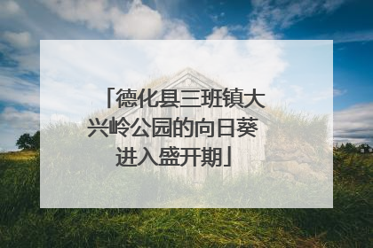 德化县三班镇大兴岭公园的向日葵进入盛开期