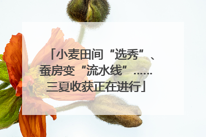 小麦田间“选秀”、蚕房变“流水线”……三夏收获正在进行