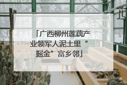 广西柳州莲藕产业领军人泥土里“掘金”富乡邻