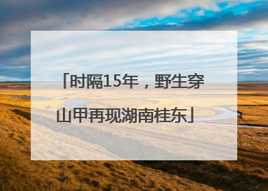时隔15年，野生穿山甲再现湖南桂东