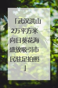 武汉洪山2万平方米向日葵花海盛放吸引市民驻足拍照