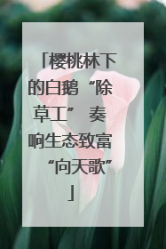 樱桃林下的白鹅“除草工” 奏响生态致富“向天歌”