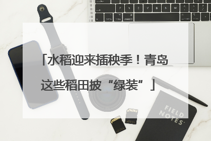 水稻迎来插秧季！青岛这些稻田披“绿装”