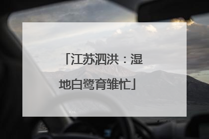 江苏泗洪：湿地白鹭育雏忙