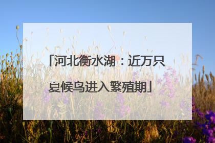 河北衡水湖：近万只夏候鸟进入繁殖期
