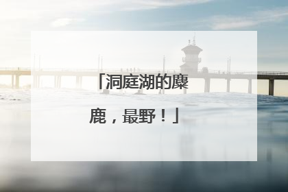 洞庭湖的麋鹿，最野！