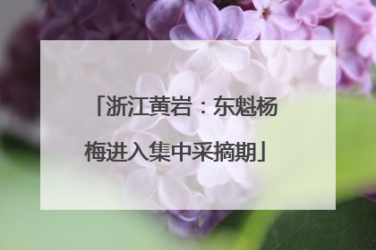 浙江黄岩：东魁杨梅进入集中采摘期