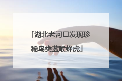 湖北老河口发现珍稀鸟类蓝喉蜂虎