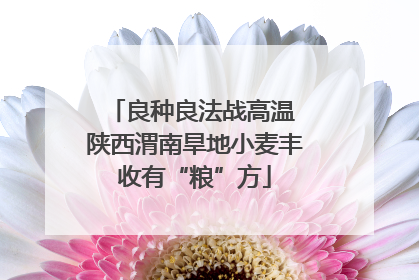 良种良法战高温 陕西渭南旱地小麦丰收有“粮”方