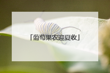 葡萄果农迎夏收