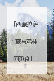 西藏拉萨：藏马鸡林间觅食