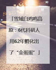 雪域白鸡鸣高原：6代科研人用62年孵化出了“金蛋蛋”