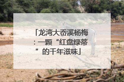 龙湾大岙溪杨梅：一颗“红盘绿蒂”的千年滋味