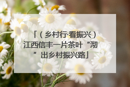 （乡村行·看振兴）江西信丰一片茶叶“沏”出乡村振兴路