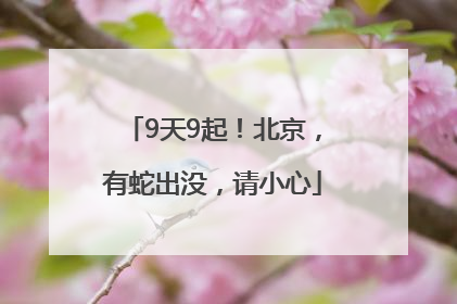 9天9起！北京，有蛇出没，请小心
